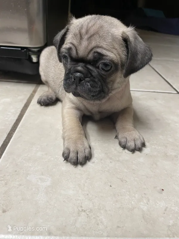 Marmie – Pug puppy on hold in Orangevale, CA