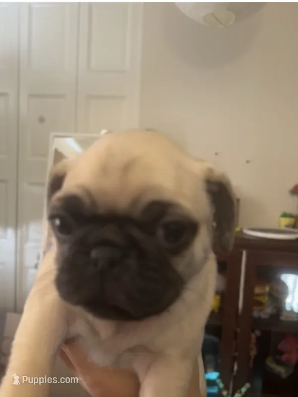 Nug – Pug puppy on hold in Orangevale, CA