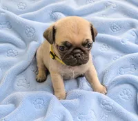 Nug, a male Pug for sale in Orangevale, CA – 2 of 2