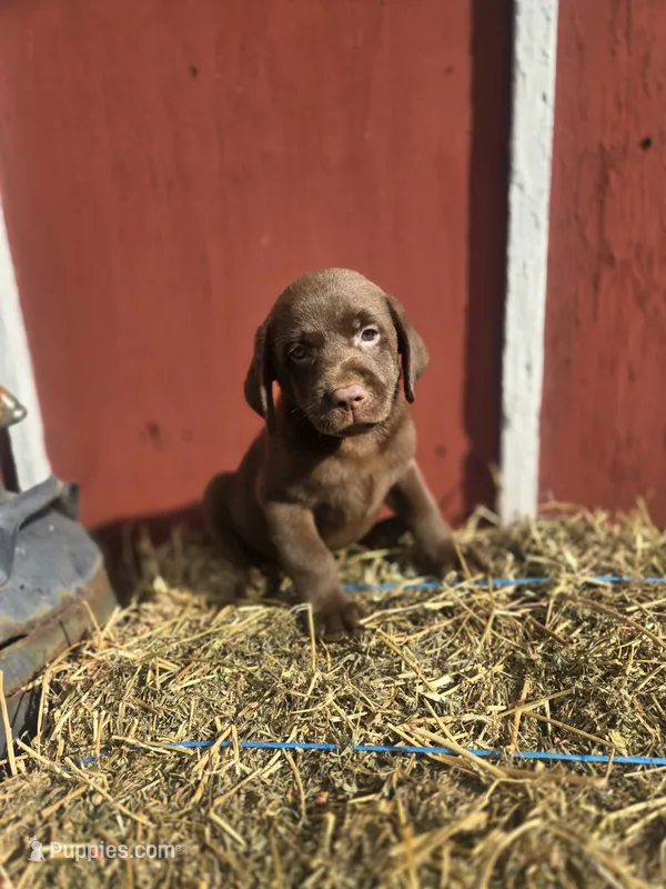 Baby  – Labrador Retriever puppy for sale in Carlisle, IA