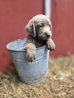 Baby, a female Labrador Retriever for sale in Carlisle, IA – 5 of 5