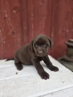 Sugar, a female Labrador Retriever for sale in Carlisle, IA – Photo 2 of 2