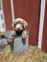 Baby, a female Labrador Retriever for sale in Carlisle, IA – 3 of 5