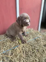 Butch, a male Labrador Retriever for sale in Carlisle, IA – 4 of 4