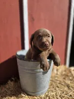 Baby , a female Labrador Retriever for sale in Carlisle, IA – 2 of 4