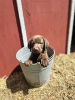 Sissy, a female Labrador Retriever for sale in Carlisle, IA – 2 of 3