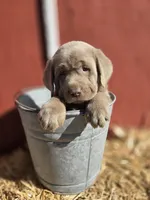Butch, a male Labrador Retriever for sale in Carlisle, IA – Photo 1 of 3