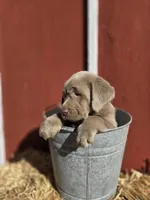 Butch, a male Labrador Retriever for sale in Carlisle, IA – Photo 2 of 3