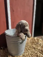 Butch, a male Labrador Retriever for sale in Carlisle, IA – Photo 3 of 3