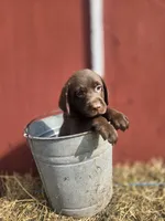 Rocky, a male Labrador Retriever for sale in Carlisle, IA – 1 of 5
