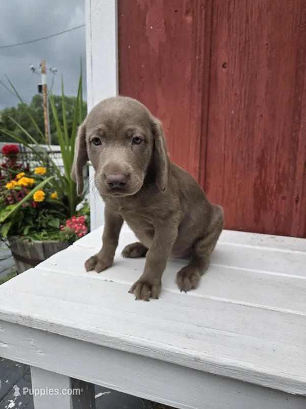 Sugar – Labrador Retriever puppy for sale in Carlisle, IA
