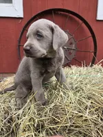 processed/6d1123ac-805a-4141-9b04-088d63dac348/listing/366f98bb-d9ed-4a59-a9ed-5c1a8c372a1d/8c1c9fb7-3821-4ec6-9d40-398dd8c7ed08