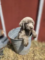 Sissy, a female Labrador Retriever for sale in Carlisle, IA – 3 of 4
