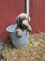 Sissy, a female Labrador Retriever for sale in Carlisle, IA – 4 of 4