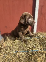 Rocky, a male Labrador Retriever for sale in Carlisle, IA – 5 of 5