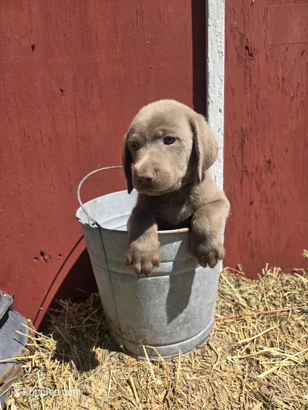 Baby – Labrador Retriever puppy for sale in Carlisle, IA