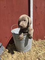 Baby, a female Labrador Retriever for sale in Carlisle, IA – 1 of 5