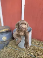 Butch, a male Labrador Retriever for sale in Carlisle, IA – 2 of 4