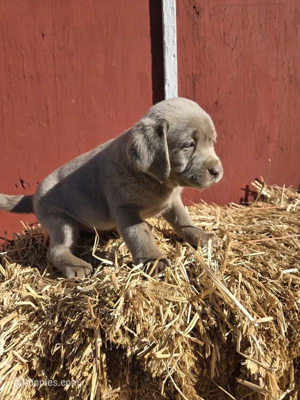 Bo – Labrador Retriever puppy for sale in Carlisle, IA