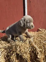 Bo, a male Labrador Retriever for sale in Carlisle, IA – 1 of 3