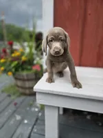 Sugar, a female Labrador Retriever for sale in Carlisle, IA – 4 of 4
