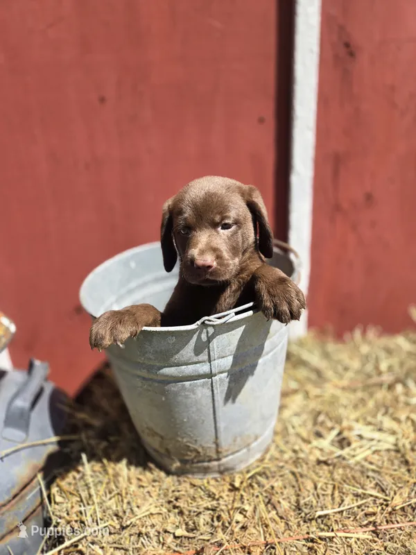 Sissy – Labrador Retriever puppy for sale in Carlisle, IA