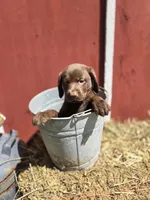 Sissy, a female Labrador Retriever for sale in Carlisle, IA – 1 of 3
