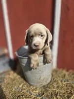 Sissy, a female Labrador Retriever for sale in Carlisle, IA – 2 of 5