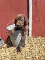 Rocky, a male Labrador Retriever for sale in Carlisle, IA – 2 of 3