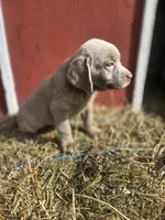 Sissy, a female Labrador Retriever for sale in Carlisle, IA – 5 of 5