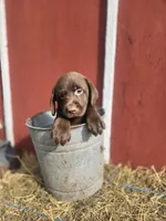 Baby , a female Labrador Retriever for sale in Carlisle, IA – 4 of 5