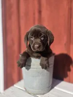 Lilly, a female Labrador Retriever for sale in Carlisle, IA – Photo 1 of 2