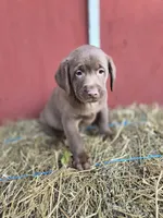 Butch, a male Labrador Retriever for sale in Carlisle, IA – 3 of 4