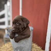 Bo, a male Labrador Retriever for sale in Carlisle, IA – Photo 3 of 4