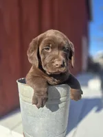 Bo, a male Labrador Retriever for sale in Carlisle, IA – Photo 4 of 4