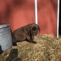 Bo, a male Labrador Retriever for sale in Carlisle, IA – Photo 1 of 4