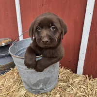 Bo, a male Labrador Retriever for sale in Carlisle, IA – Photo 2 of 4