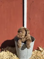 Baby , a female Labrador Retriever for sale in Carlisle, IA – 4 of 4