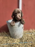 Rocky, a male Labrador Retriever for sale in Carlisle, IA – 2 of 5