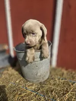 Sissy, a female Labrador Retriever for sale in Carlisle, IA – 3 of 5
