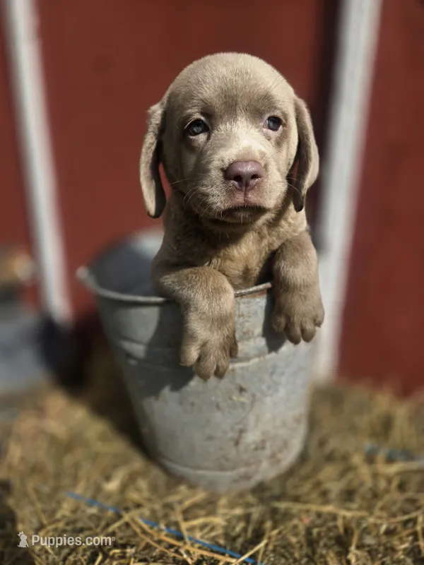 Sissy – Labrador Retriever puppy for sale in Carlisle, IA