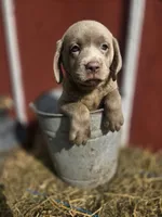 Sissy, a female Labrador Retriever for sale in Carlisle, IA – 1 of 5