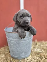 Rocky, a male Labrador Retriever for sale in Carlisle, IA – Photo 1 of 4