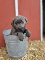 Rocky, a male Labrador Retriever for sale in Carlisle, IA – Photo 2 of 4