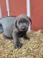 Rocky, a male Labrador Retriever for sale in Carlisle, IA – Photo 4 of 4