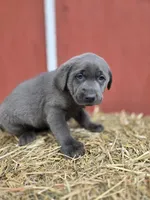 Rocky, a male Labrador Retriever for sale in Carlisle, IA – Photo 3 of 4