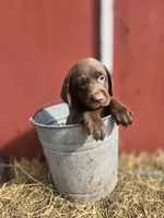 Rocky, a male Labrador Retriever for sale in Carlisle, IA – 3 of 5