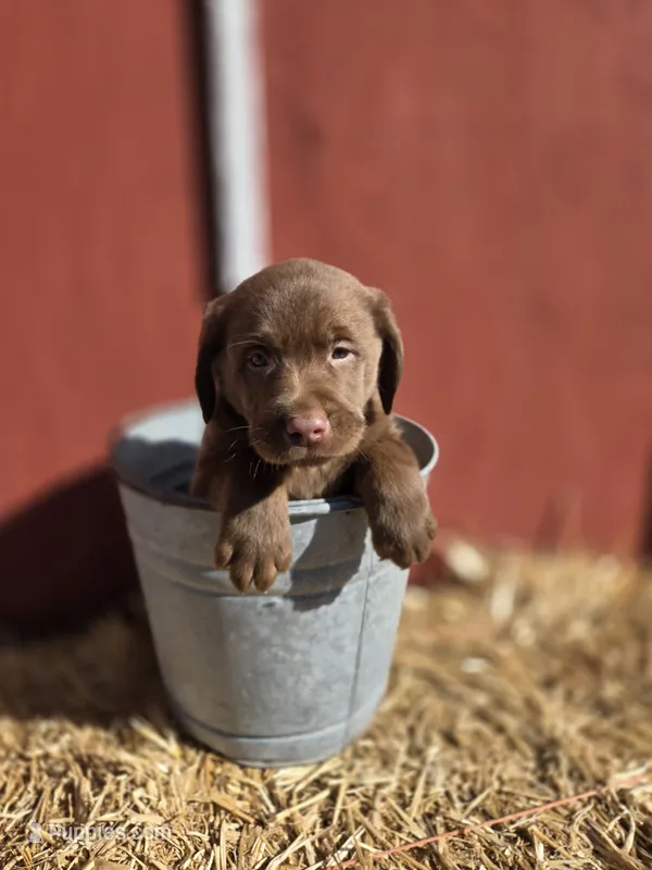 Baby  – Labrador Retriever puppy for sale in Carlisle, IA