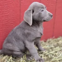 Sissy, a female Labrador Retriever for sale in Carlisle, IA – Photo 1 of 3