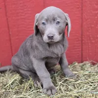 Sissy, a female Labrador Retriever for sale in Carlisle, IA – Photo 2 of 3